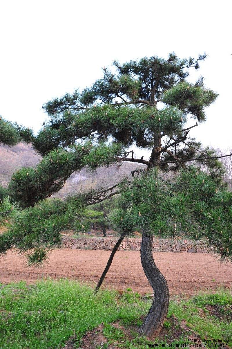 油松根雕應當怎么進行保養？