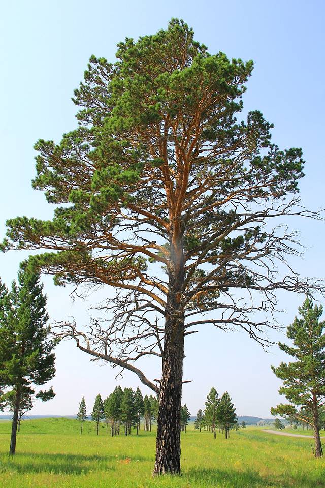 樟子松的種植前景怎么樣？